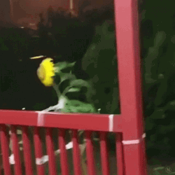 Sunflower Surviving Strong Wind GIF
