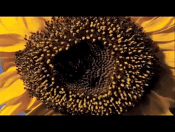 Sunflower Time-lapse