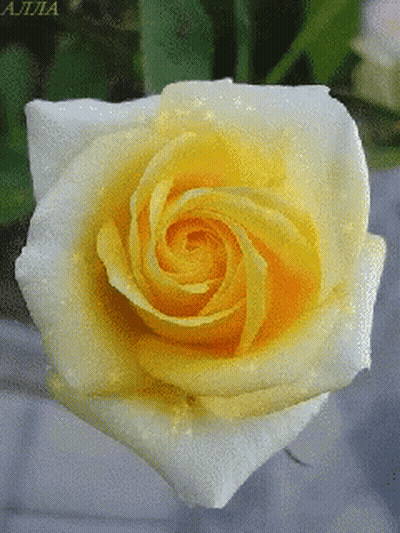 Sunflower With Blue Butterfly Saying Love You GIF