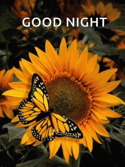 Sunflower With Butterfly Saying Good Night GIF