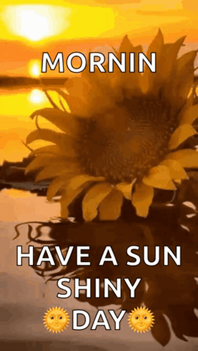 Sunflower With Mornin Have A Sun Shiny Day GIF