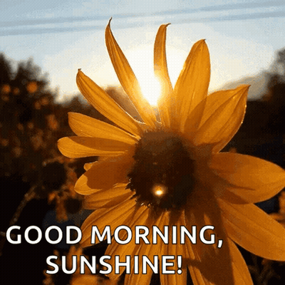 Sunflower With Sun Shining Through Good Morning Sunshine GIF