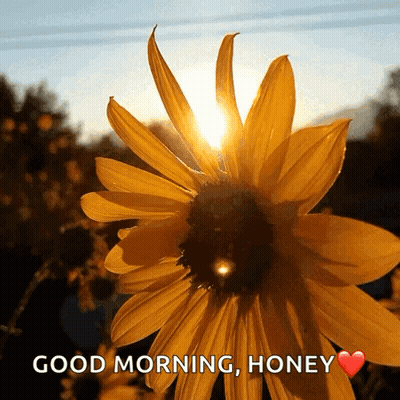 Sunflower With Sunlight And Good Morning Honey GIF