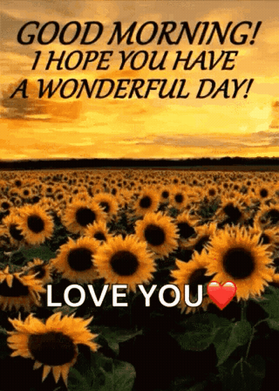 Sunflowers Saying Good Morning I Hope You Have A Wonderful Day Love You GIF