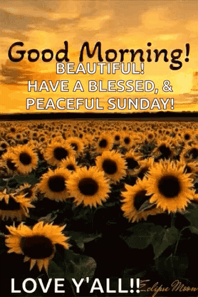 Sunflowers With Good Morning Message GIF