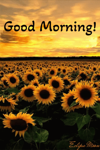 Sunflowers With Good Morning Message GIF