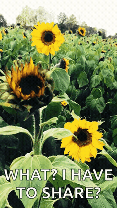 Sunflowers With What I Have To Share GIF