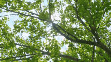 Sunny Day Flower Garden Milet Always You Music Video GIF