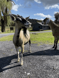 Sunny Day With Funny Goats GIF