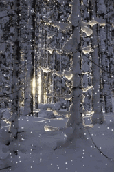 Sunrise While Snowing GIF