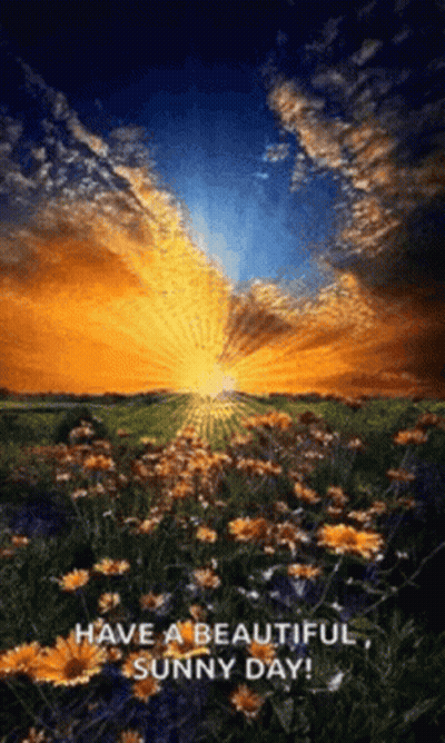 Sunset Over Flower Field GIF