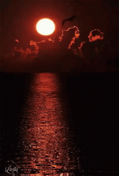 Sunset Over Water With Bird Flying GIF