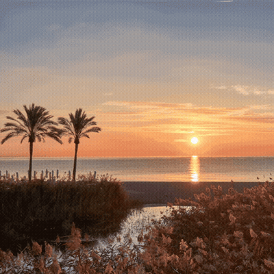 Sunset Over Water With Palm Trees GIF
