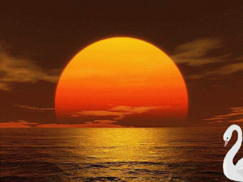 Sunset Over Water With Swan GIF