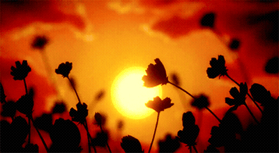 Sunset With Flowers GIF