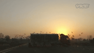 Sunset With Vice GIF