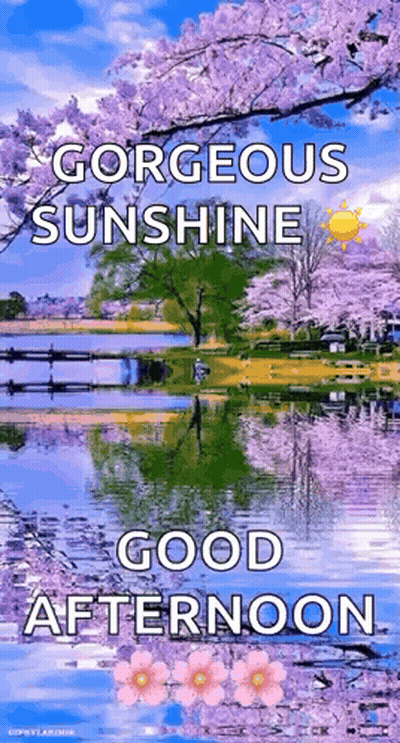 Sunshine Good Afternoon Greeting Card With Lake And Cherry Blossoms GIF