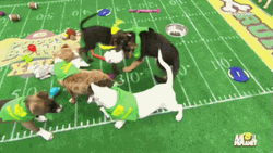 Super Bowl Puppy Bowl Parody GIF