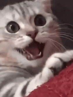 Super Cute Cat Wink Wink GIF