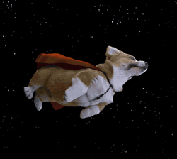 Super Hero Dog Corgi Flying  GIF