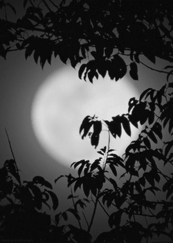 Super Moon Behind Tree Leaves GIF
