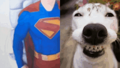 Superman Man With White Dog And Flower On Nose GIF