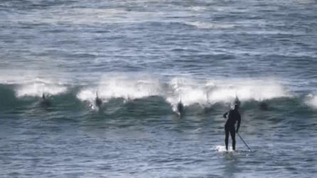 Surfing Dolphin Knocks Surfer GIF