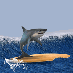 Surfing Shark Wave Funny GIF