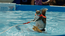 Surfing Squirrel Animal