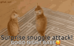 Surpise Snuggles Attack Good Night Babe GIF