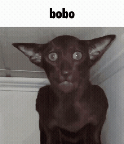 Surprised Black Cat Saying Bobo GIF