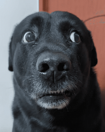 Surprised Black Dog Close Up GIF