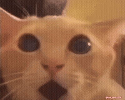 Surprised Cat GIF