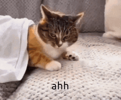 Surprised Cat Ahhhh Meme GIF