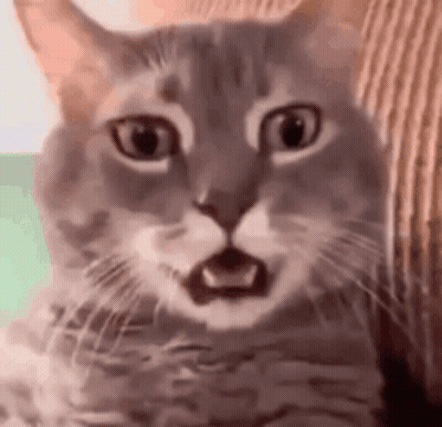 Surprised Cat Close Up GIF