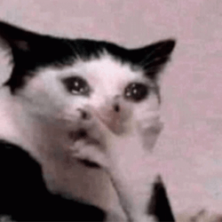 Surprised Cat Cries In Shock GIF