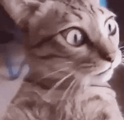 Surprised Cat Face GIF