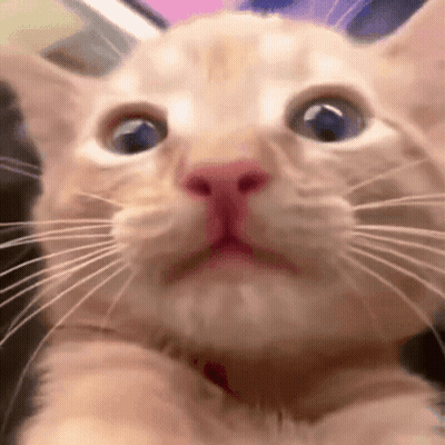 Surprised Cat Face Close Up GIF