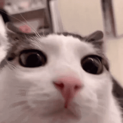 Surprised Cat Looking At Camera GIF