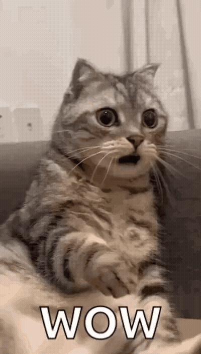 Surprised Cat On Couch GIF