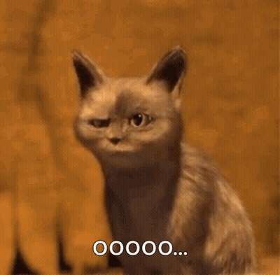 Surprised Cat Saying 00000 GIF