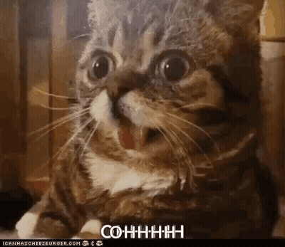 Surprised Cat Saying Cohhhh GIF