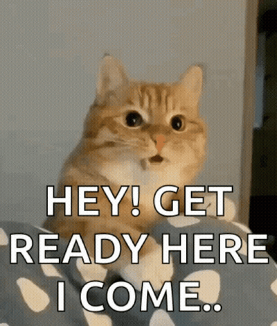 Surprised Cat Saying Hey Get Ready