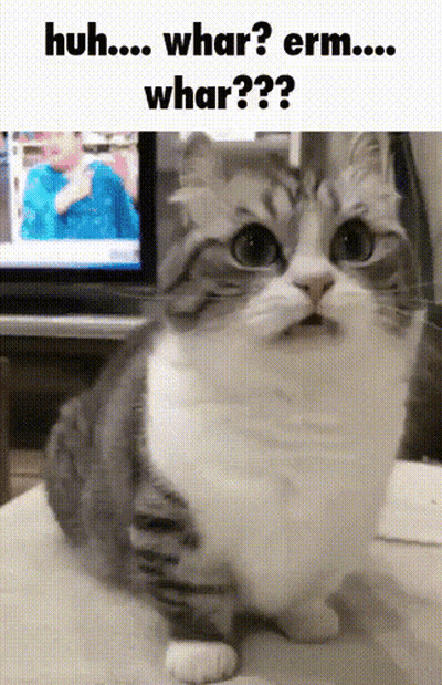 Surprised Cat Saying Huh Whar Erm Whar GIF