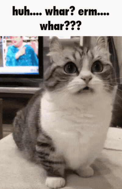 Surprised Cat Saying Huh Whar Erm Whar GIF
