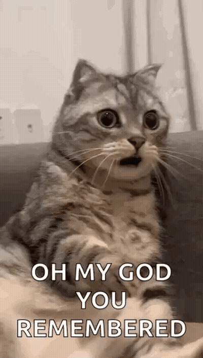 Surprised Cat Saying Oh My God You Remembered GIF