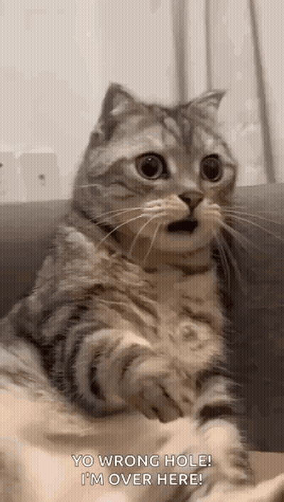 Gato sorprendido sentado en sofá GIF