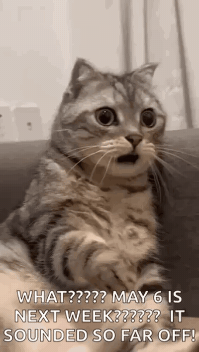 Surprised Cat Sitting On Couch GIF