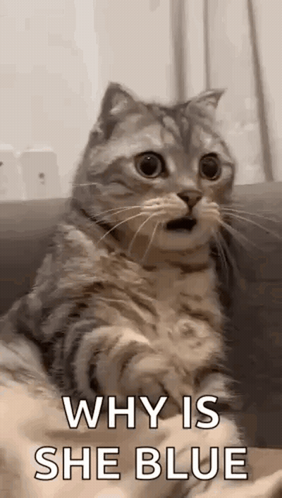 Surprised Cat Sitting On Couch Looking At Camera GIF