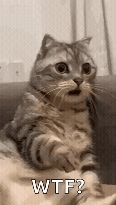 Surprised Cat Sitting On Couch GIF